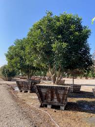 Image result for Erythrina afra