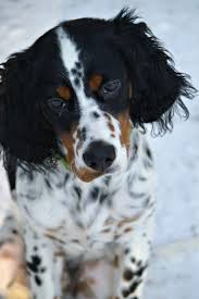 Black And White English Setter Puppies For Sale English Setter So Smart Cute Dogs Beautiful Dogs Cute Animals
