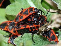 It is also known as the striped bug (or italian striped bug) and minstrel bug. Pyrrhocoridae Pyrrhocoris Apterus