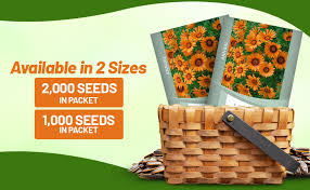 Image result for Ursinia montana