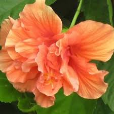 Some are not very important but others require treatment to prevent the leaves and flowers from being destroyed. Buy Hibiscus Plant Orange Double Online India At Plantsguru Com