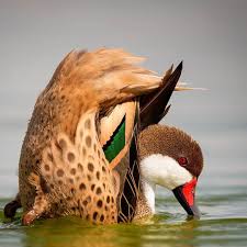 Birds That Start With B By Uaebif Your Click Revealing The Beauty Of The Species Chosen B Animals Beautiful Birds Names Of Birds