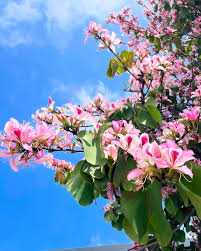 Image result for Bauhinia variegata