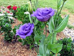 Image result for eustoma lisianthus in garden