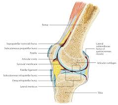 Image result for Prepatellar Bursa Injection