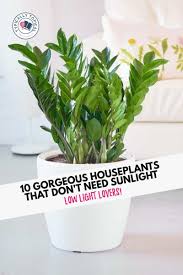 Check out my list of the 15 best low light indoor plants! 10 Of The Best Indoor Plants That Don T Need Sunlight Best Indoor Plants Low Maintenance Indoor Plants Plants