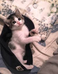 Kedi Sahiplenme Kedili Bir Hayat Yasanmaya Daha Cok Deger