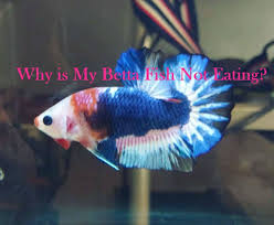 Why Is My Betta Fish Not Eating Bettafishaquarium Com