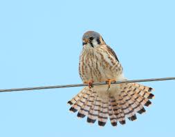American Kestrels — Madison Audubon