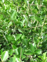 Image result for Dovyalis afra