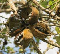 Image result for Stipularia africana