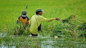 How Rainfall Variability, Food Security and Migration Interact ...