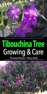 Check spelling or type a new query. Tibouchina Tree Care Growing The Purple Glory Tree