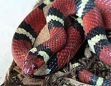 Diese einfache überprüfung der farben ist in den usa der einfachste weg, um den unterschied zwischen einer korallenotter und einer roten königsnatter zu erkennen. Korallenottern Wikipedia