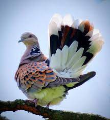 Colourful Pigeon In It S Splendor Nature Photography Makeup Quotes Light Art Aesthetic Forest Beauty C Beautiful Birds Turtle Dove Animals Beautiful
