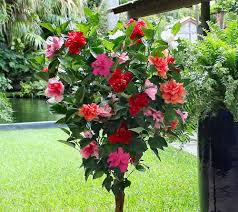 Hibiscus' is a 100 year old traditional keralan wooden house that has been restored to provide a real sense of keralan life, with a few added luxuries! Cottage Farms Braided Double Flower Hibiscus 4 Color Tree Qvc Com