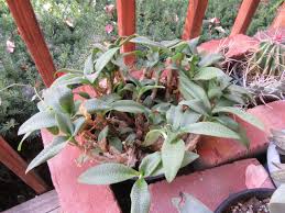 Image result for Ledebouria Unidentified sp. no3.