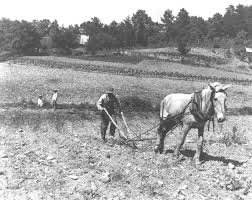 Image result for pic of farmer with mule at funeral