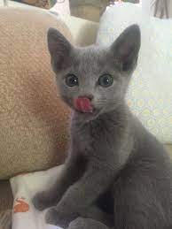 Pin By Mia Ackerson On Russian Blue Kitten Russian Blue Kitten Baby Cats Russian Blue
