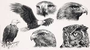 Realistic Bird Of Prey Tattoo Bildergebnis Fur How To Draw Realistic Birds Step By Step Vogel Zeichnen Vogel Skizze Realistische Zeichnungen