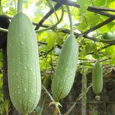 Trellis if you want your luffas to be straight. Gourd Seeds Luffa Sponge Luffa Aegyptiaca Cena 2 15