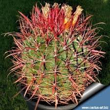 Shop for cactus art from the world's greatest living artists. Fire Barrel
