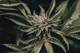 Laut aktuellen umfragen sind über 50% aller deutschen für eine komplette die wichtigste frage bezüglich der legalität von cannabis und vor allem cannabidiol ist ganz klar: Cannabis In Deutschland Gesetze Konsum Und Weiteres Sensi Seeds