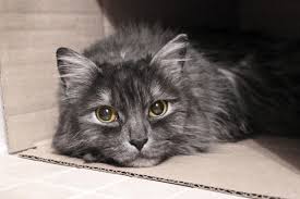 There are often waiting lists for spaces. What To Consider When Rehoming Your Cat