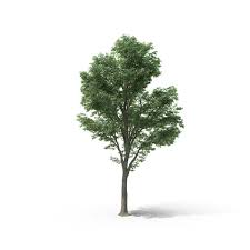 Tree Images Available For Download As Pngs With Transparency Or Layered Psds Tree Photoshop Tree Psd Landscaping Trees