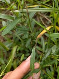 Image result for Alysicarpus zeyheri