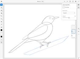 809 free images of bird drawing. Learn How To Draw A Bird Adobe