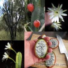 Online since 2002 · wholesale pricing · unbeatable prices Cereus Species Peruvian Apple Cactus Seeds Fair Dinkum Seeds