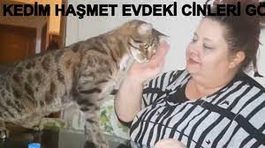 kediler cinleri gorur mu kedi hayvanlari blog