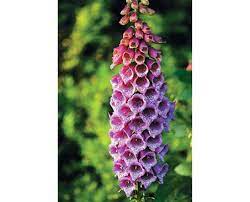 Pin On Gardens Flowers