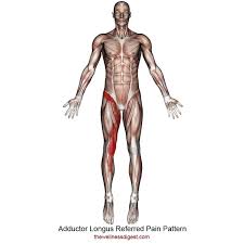 Groin (adductor) muscle group picture used from principles of anatomy and physiology. Adductor Longus Muscle Groin Thigh Hip Joint Knee Pain The Wellness Digest