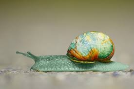 Generally, achatina fulica is regarded as the most invasive and hardy of all species of achatinides. 144 Cute And Funny Pet Snail Names Animal Hype