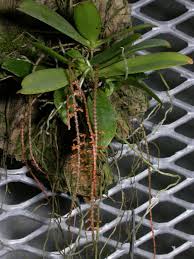 Image result for Chamaeangis