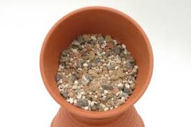 Anhalonium lewinii, anhalonium williamsii, ariocarpus williamsii, echinocactus williamsii, lophophora echinata, lophophora lewinii, lophophora lutea, mammillaria. Kakteen Haage Substrates And Soils Online Kaufen