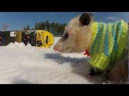 Ratatouille The Snowboarding Opossum Opossum Opossum Funny Possum