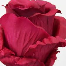 We did not find results for: Extra Large Artificial Roses Red Artificial Flowers