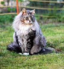Unsere ziele wie sie uns unterstützen können bilder von unserem tierheim…. Regenbogenland Norwegische Waldkatzen Zucht Av Pamuya Die Norweger Zucht Mit Herz Aus Dem Zurcher Oberland