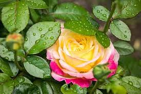 'pullman orient express ®' rose description. Royalty Free The Orient Express Photos Pikist