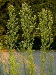 Image result for Conyza