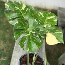 This popular variegated monstera is back in stock now and is even bigger. Monstera Thai Constellation 3 5 Leaves Shopee Philippines