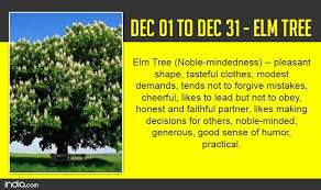 Pin On Celtic Tree Astrology