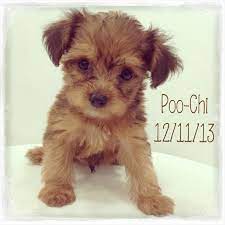 21 Chi Poo Ideas In 2021 Puppies Poo Poodle Mix