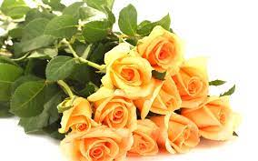Yellow Roses Bokeh Hd Wallpaper Hd Wallpapers Free Rose Flower Wallpaper Yellow Roses Flowers