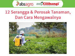 Bagi masyarakat malaysia, cili merupakan antara bahan utama dalam masakan untuk memberi rasa pedas selain menyedapkan masakan. Cilibangi Mudahnya Tanam Cili