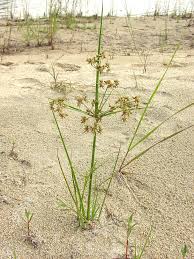 Image result for Cyperus denudatus