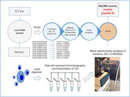 Different alleles produce variations in inherited characterisitics (traits). The Effects Of P53 Gene Inactivation On Mutant Proteome Expression In A Human Melanoma Cell Model Sciencedirect